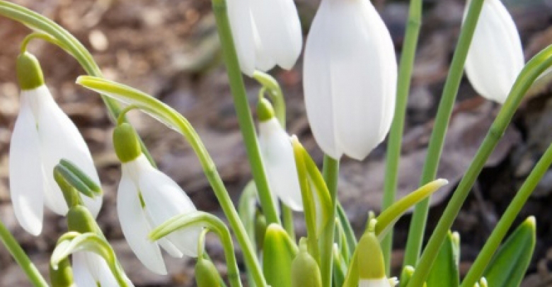 spring-landscape